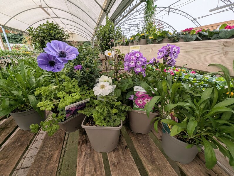 Autumn flowering perennials