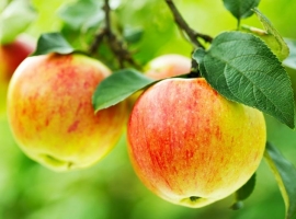 Easy fruit options for your garden: