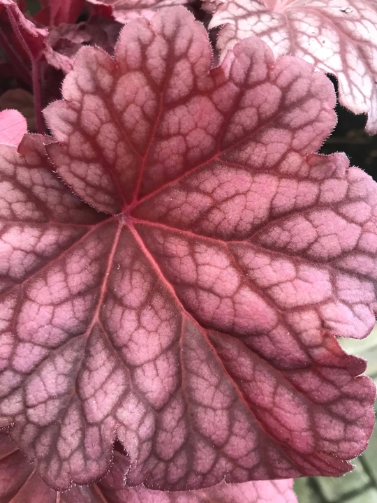 Heuchera Berry Smoothie