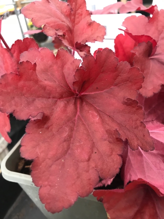 Heuchera Forever Red