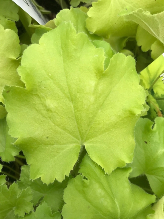 Heuchera Lemon Love
