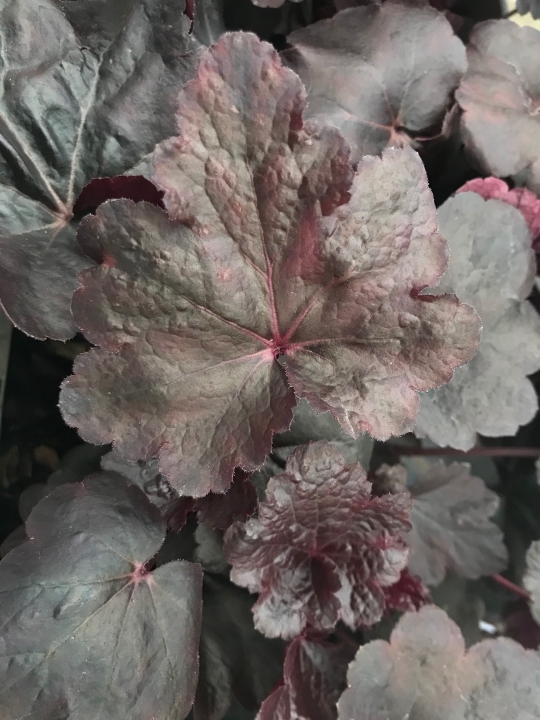 Heuchera Obsidian