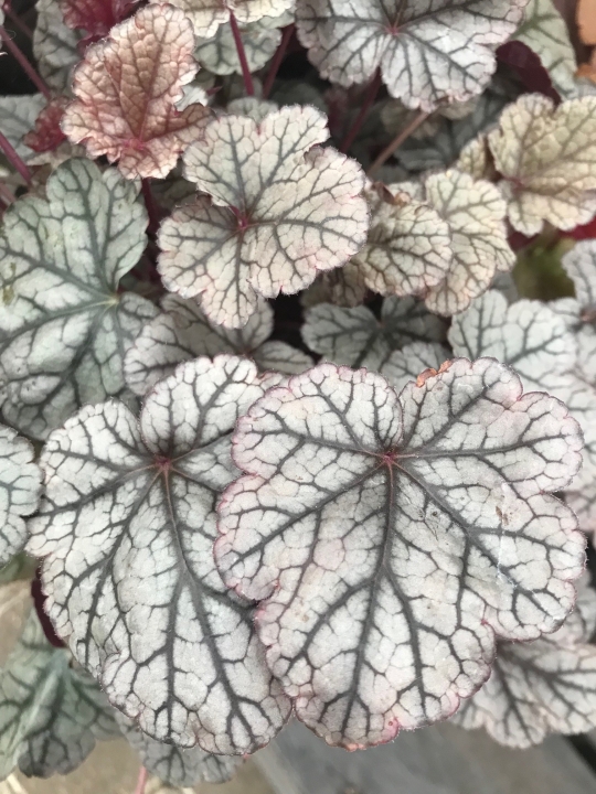 Heuchera Silver Scrolls