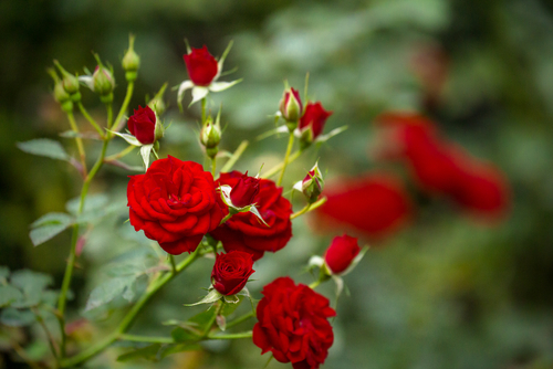 Ashtead Garden Centre - Roses near Epsom