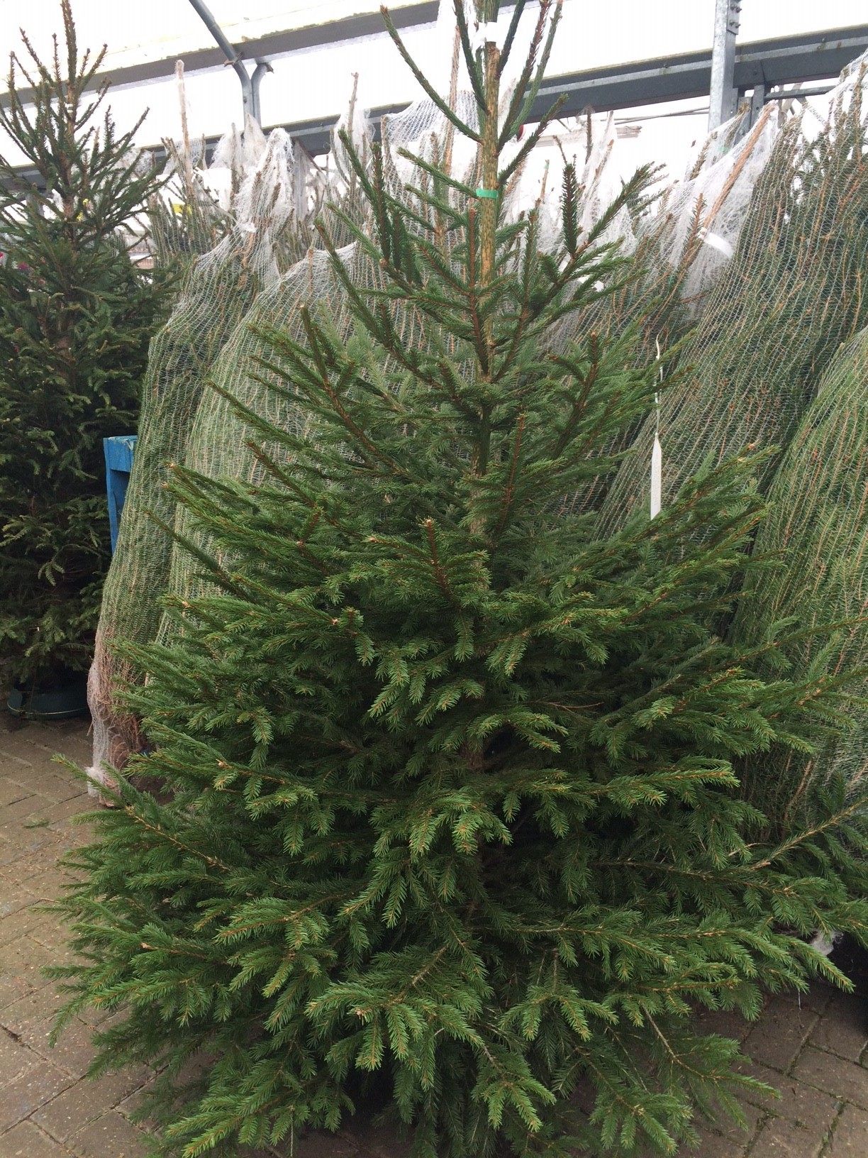 Christmas trees Ashtead Park Garden Centre Surrey