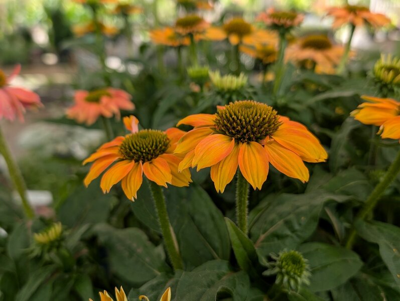 Echinacea