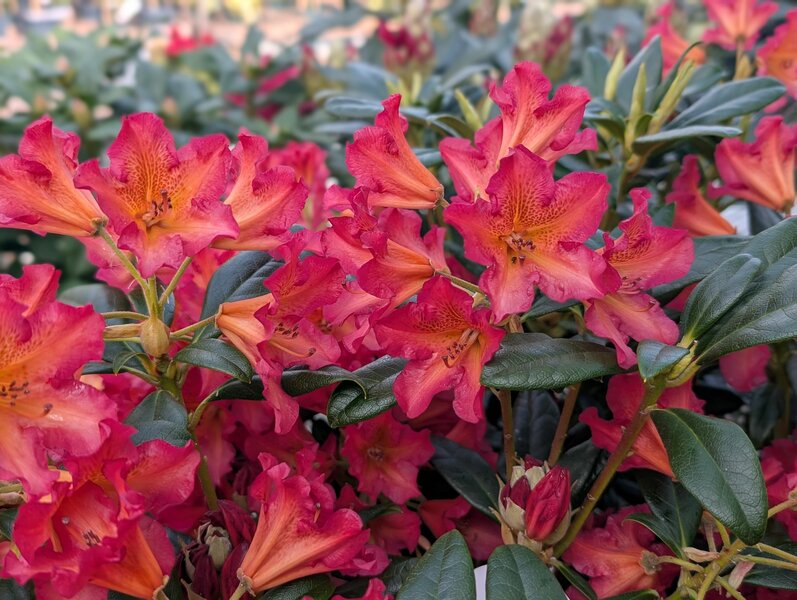 Rhododendrons & Azaleas