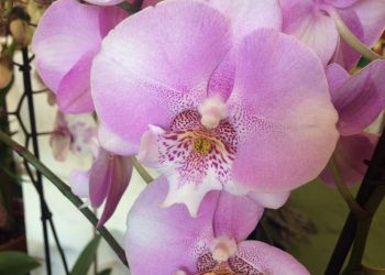 Free Orchid Day!