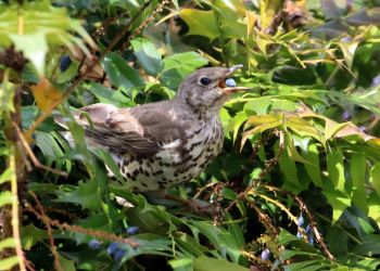 Gardening for Wildlife Talk