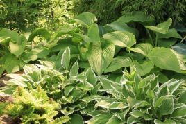Hosta Heaven!