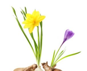 How to Grow Beautiful Bulbs Talk
