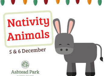 Nativity Animals