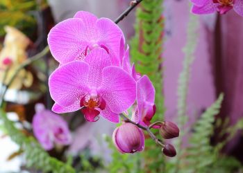 Orchid Day (FREE!)