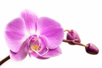 Orchid Day