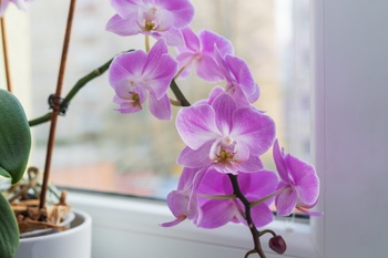 Orchid talk and repotting demonstration - Free