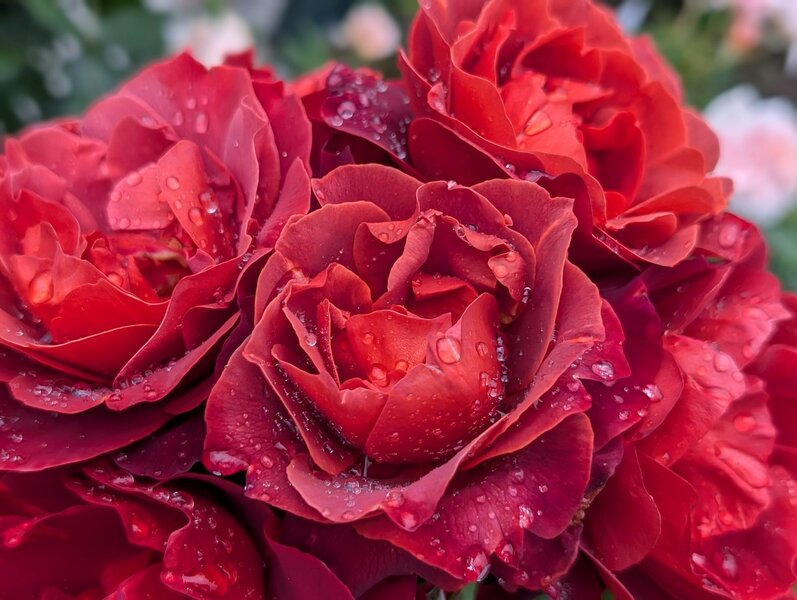 Roses in bloom