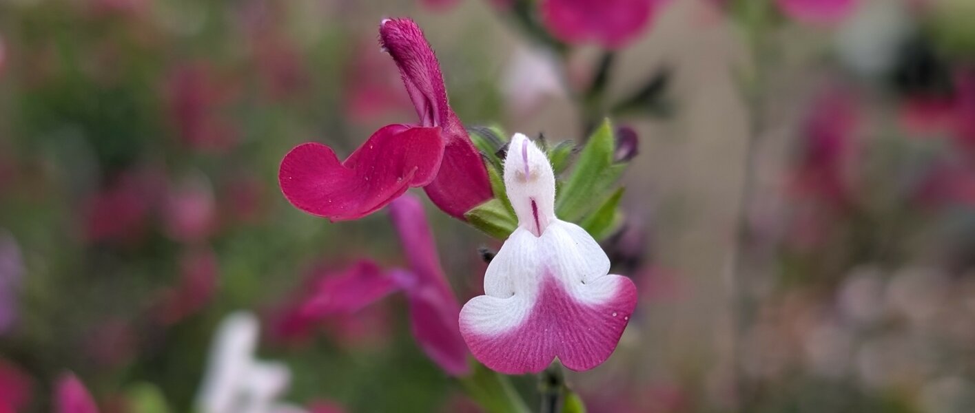 Scent-sational Salvia