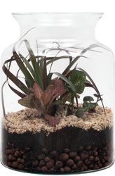 Terrarium Workshop