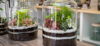 Terrarium workshops
