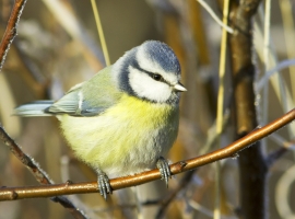 Wildlife Gardening