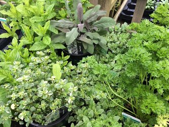 5 easy herbs to grow
