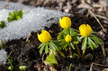 6 Blue Monday mood-boosting gardening tips