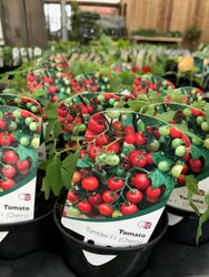6 top crops to grow in containers