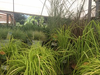 8 great ornamental grasses to grow