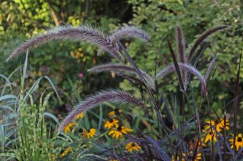 AUGUST – HTA PLANT OF THE MOMENT GET CREATIVE WITH ORNAMENTAL GRASSES