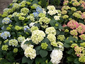 Avoid these Hydrangea care mistakes