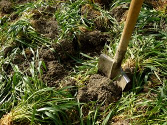 Boost your soil with green manures