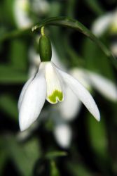 Bulbs to plant 'in the green'