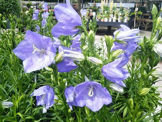 Campanula choices