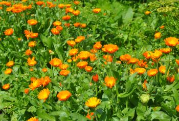 Create a bed of hardy annuals