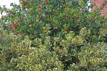 DECEMBER – HTA PLANT OF THE MOMENT FESTIVE FAVOURITES – HTA THE HOLLY AND THE IVY