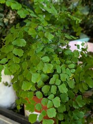 Fantastic ferns to grow indoors