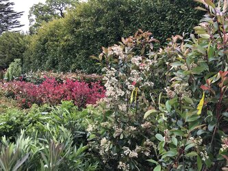 Fresh shrubs, standard, hedging and more