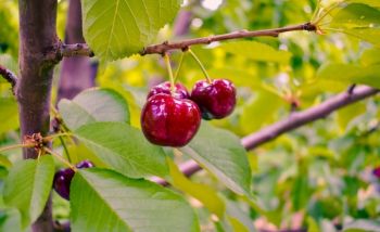 Fruit trees for your garden