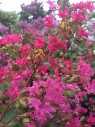 Garden plants that should be better known - Lagerstroemia