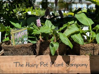 Hairy pots for ethical planting