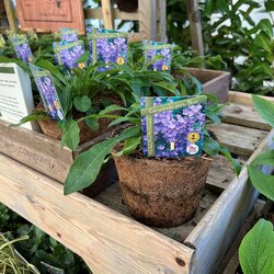 Hairy pots for ethical planting