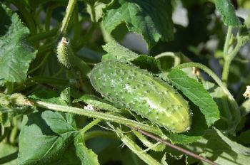 Have a go at growing greenhouse cucumbers