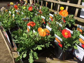 Herbaceous Perennials In Stock Now!