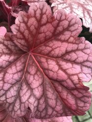 Heuchera in a range of colours