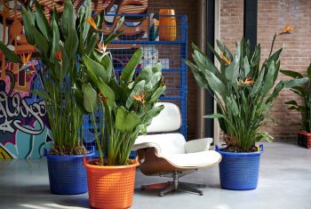 Houseplant of the month: Strelitzia