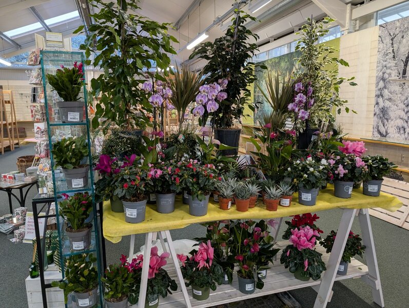 Houseplants to start the year