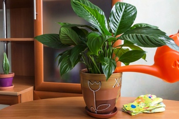 How to feed houseplants