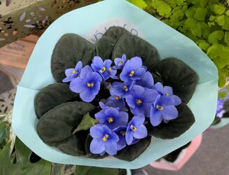 How to grow African violets