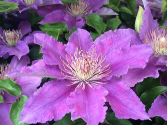How to grow Clematis