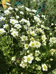 How to plant an alpine trough